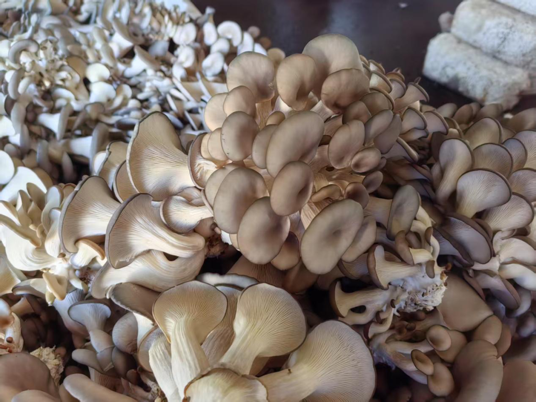 图片6.png 图片6.png